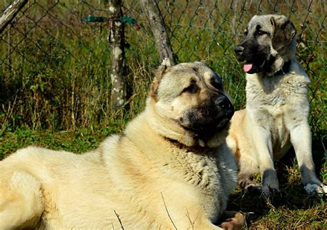 Kangal Dog Breed Information 50 Hd Pictures All About Dogs