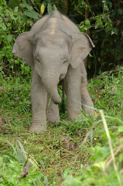 Dwarf Elephant Pet