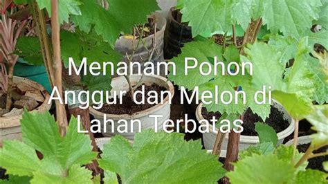 Menanam Pohon Anggur Dan Melon Di Lahan Terbatas Youtube