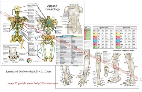 Applied Kinesiology Chart Set 8 5 X 11 Chiropractic Acupuncture Reference Ebay