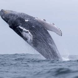 Por qué las ballenas ayudan a combatir el cambio climático Weekend