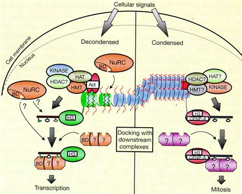 3 Coordinated Recruitment Of Histone Modifying Activities Recent