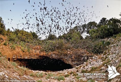 Bracken Cave Preserve Bat Conservation International Inc