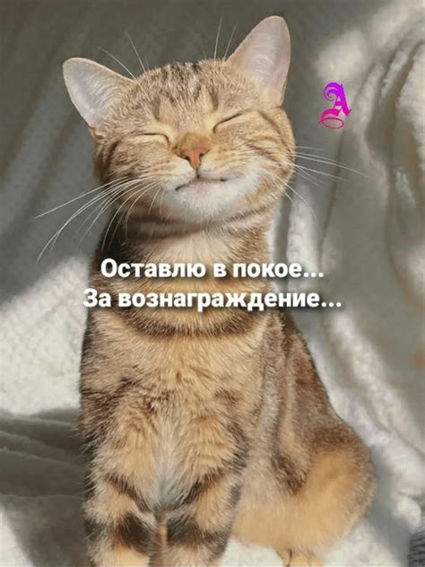 Котики