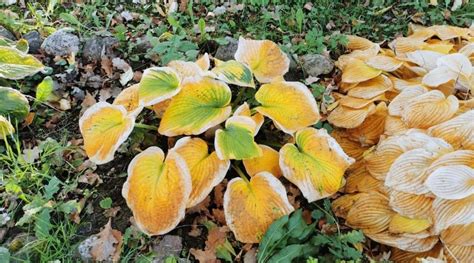 10 Reasons Your Hosta Leaves Are Turning Yellow (And How To Fix it)