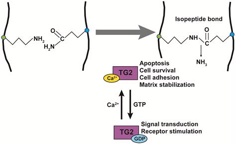 Ijms Free Full Text Transglutaminase 2 As A Marker For Inflammation