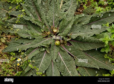 Mandrake, Mandragora officinarum, in fruit; Crete, Greece Stock Photo ...