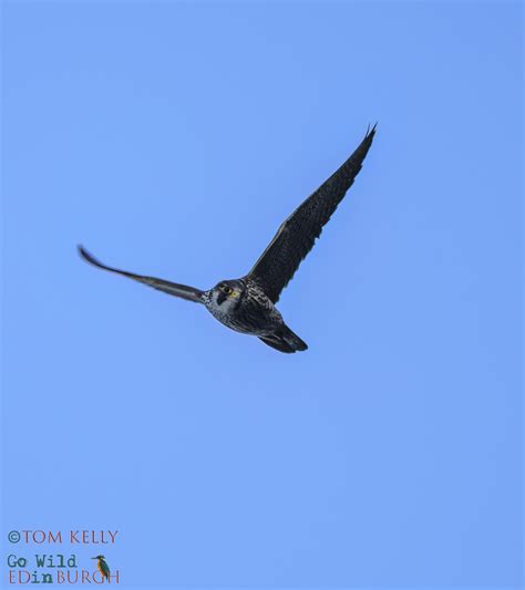 Peregrine - Tom Kelly - Go Wild in Edinburgh