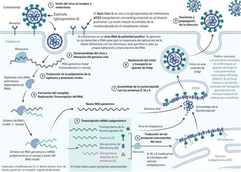 Coronavirus cómo aumenta la capacidad de infección del SARS CoV 2 con