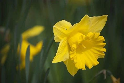 How Deep Should You Plant Daffodil Bulbs? – Bountiful Gardener