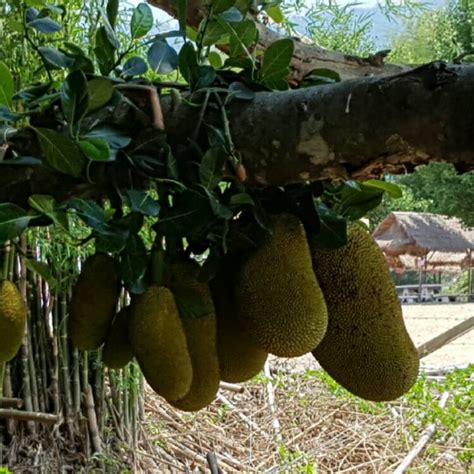 Artocarpus Heterophyllus Jack Fruit Uploaded By Drnicko