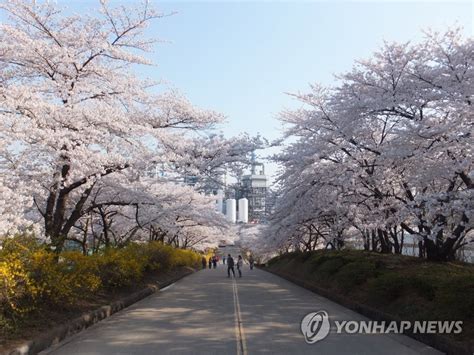 벚꽃 구경 자제하세요인천대공원·월미공원 임시 폐쇄 연합뉴스