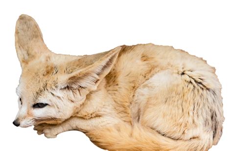 Fennec Fox Animal Earoff Animal Desert Fox Png Transparent Image And