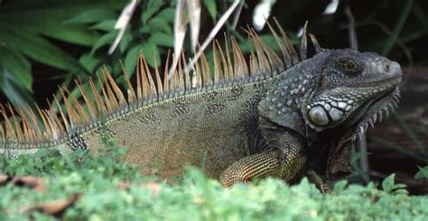 Iguana Animal Facts Az Animals