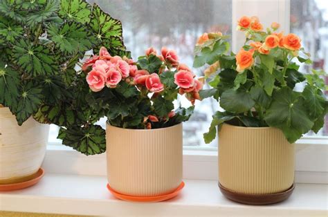 How To Overwinter Begonias Indoors