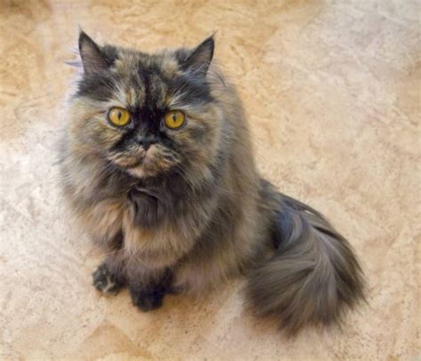 10 Tortoiseshell Cat Breeds (With Info & Pictures) - Catster