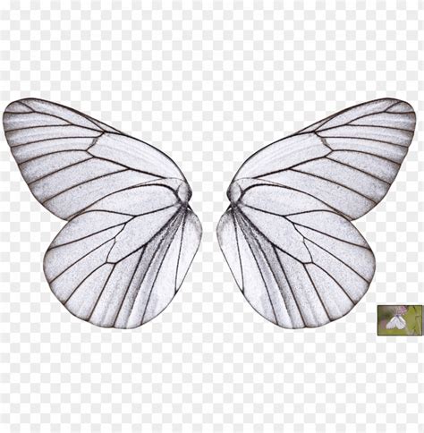 Collection Of Free Wings Transparent Butterfly Download Butterfly