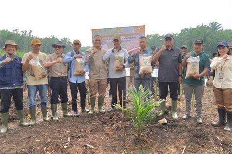 Optimalkan Lahan Perkebunan Dengan Kelapa Sawit Tumpang Sari Tanaman