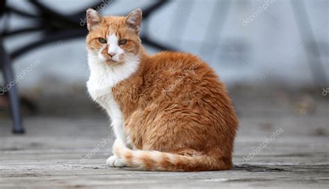 Orange Cat Sitting On Wood Deck — Stock Photo © Jhansen2 126395984