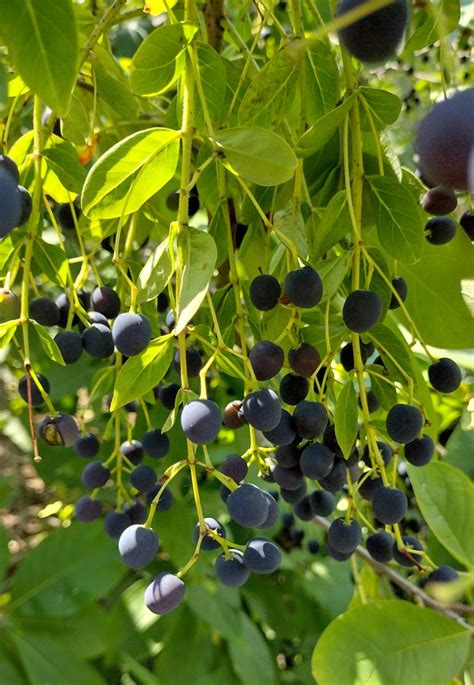 Chionanthus virginicus - Trees and Shrubs Online