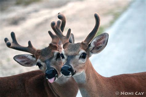 Key Deer | Noni Cay Photography