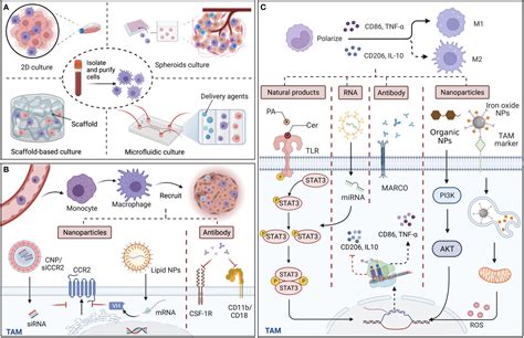 Frontiers Tailoring Biomaterials And Applications Targeting Tumor