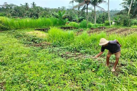 Setahun Lebih Tak Bisa Tanam Padi Petani Harapkan Jalan Rusak Segera