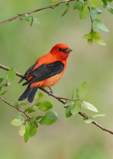 Summer Tanager Male Focusing On Wildlife