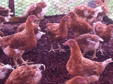 Age Of Gold Sex Link Pullets BackYard Chickens Learn How To Raise Chickens
