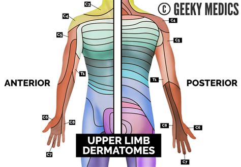 Dermatomes Lower Limb