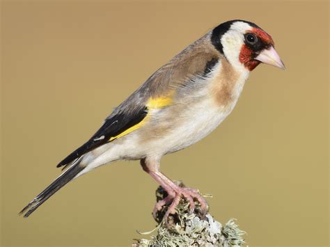 Unlocking The Mysteries Of The European Goldfinch A Bird Of Beauty And