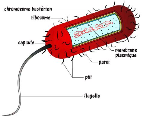 Voici une bactérie c est une cellule plus simple que celles que nous