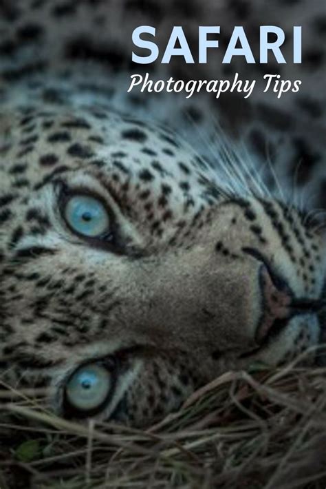 Tips For Capturing Great Wildlife Photography On An African Safari