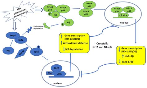 Modulation Of Nrf And Nf B Signaling Pathways By Naturally Occurring