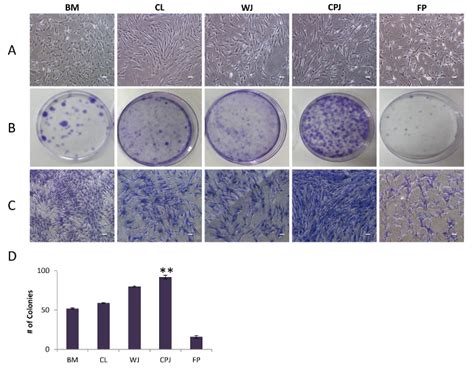 Colony Forming Efficiency Of Cells From Human Umbilical Cord Download Scientific Diagram