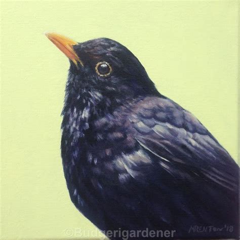 Blackbird Greeting Card Bird Art Card Blank Inside Uk Garden Bird