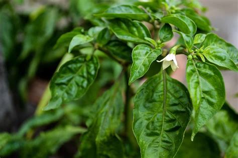 Leaf Curl Virus in Chilli Crop: Symptoms, Causes, Control, and Treatment