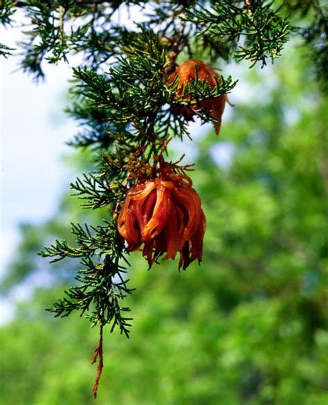 Cedar-apple rust in eastern redcedar trees attracts attention every spring - MSU Extension