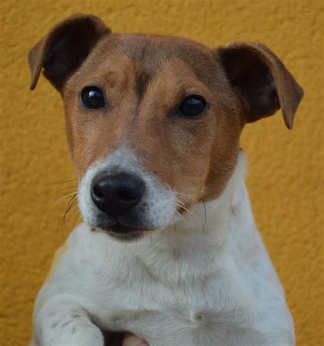 BURINO croisé jack russel 1 an SPA DE CHAMARANDE 91