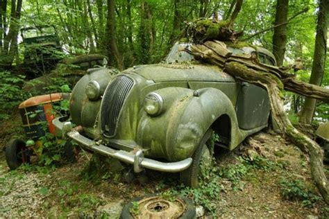 Uma lástima Conheça a impressionante floresta de carros antigos