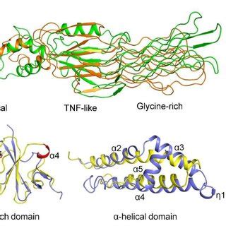 Structural Comparisons Of Gp24 And Gp25 With Homologs A