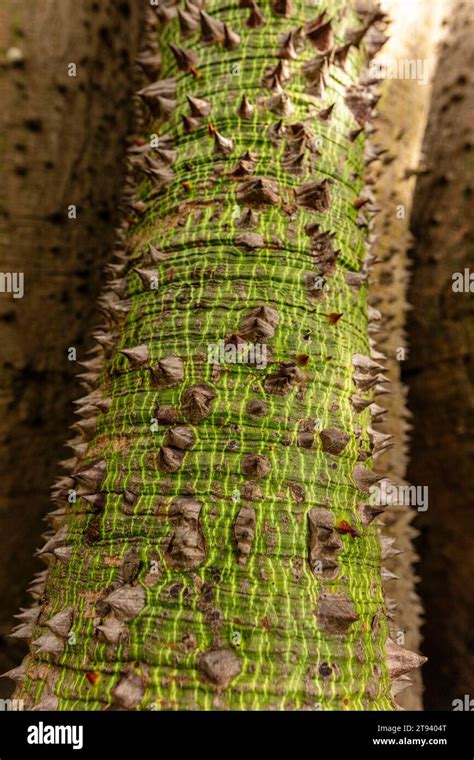 Highly Textured Spiny Trunk Of Kapok Tree Ceiba Pentandra With