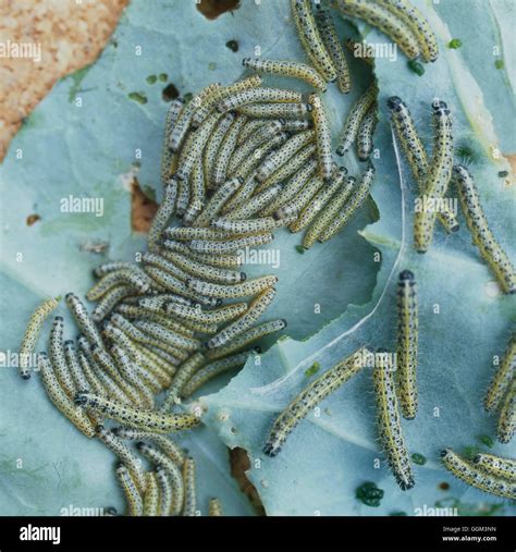 Caterpillar Butterfly Of Large White On Kohl Rabi Pieris Brassicae