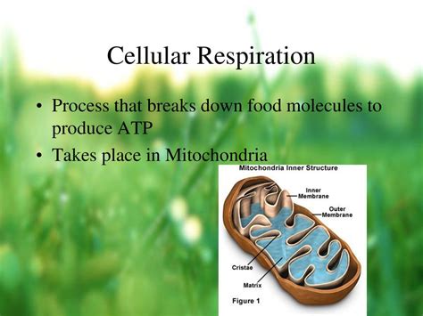 Cellular Respiration Ppt Download