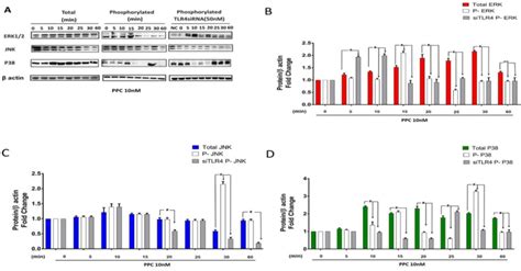 Role Of Tlr Sirna In Erk Jnk And P Protein Levels Expressed