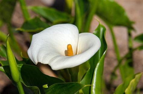 Arum triphyllum composé Pharmacie Place de la Victoire