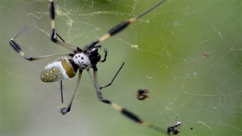 Spider And His Prey In The Web Stock Footage Video 8934562 - Shutterstock