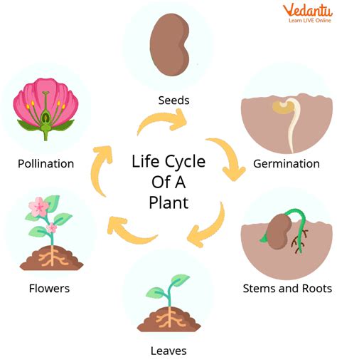 Life Cycle Of A Flowering Plant