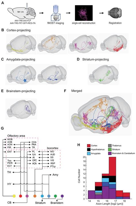 Single Cell Transcriptomes And Whole Brain Projections Of Serotonin Neurons In The Mouse Dorsal