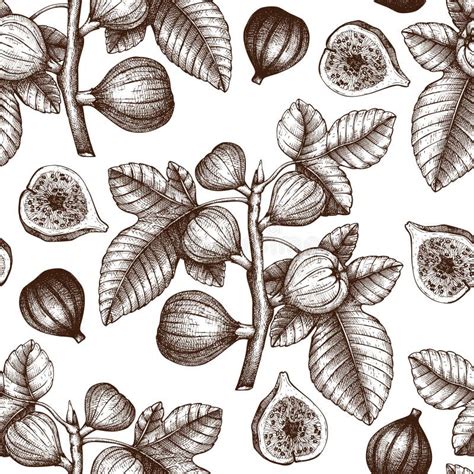 Figs Sketch Style Set Fruit Of Fig Tree Isolated On White Background